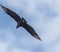 A view of a Black vulture high above the Tortuguero River in Costa Rica