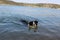 A view of a black and white border collie dog swimming in the lake