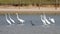 View of black and white Eastern great egrets walking in the water