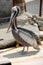 View of a black and white feathered Chilean Pelican in the latin Pelecanus Thagus