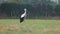 View of black and white stork standing in greenery field