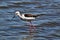 A view of a Black Winged Stilt in the Camargue