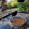 A view of a Blackbird looking for food