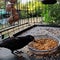 A view of a Blackbird looking for food