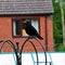 A view of a Blackbird looking for food