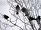 View of blackbirds on frozen tree
