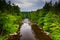 View of the Blackwater River from a bridge at Blackwater Falls S