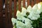 View of blooming bushes hydrangea against background of  wooden wall of terrace. White hydrangea along wooden picket fence. Fence