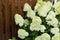 View of blooming bushes hydrangea against background of  wooden wall of terrace. White hydrangea along wooden picket fence. Fence
