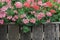 View of blooming bushes of pink geraniums against the background of an old wooden fence