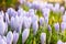 View of blooming first spring flowers crocus