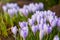 View of blooming first spring flowers crocus