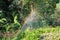 The view on the blooming garden with a rainbow on a sunny day.