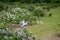 View of a blooming lilac garden with a white bench and chairs.