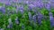 View of blooming Nootka Lupine Flower Fields