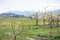 View of blooming orchard, vineyards, Okanagan Lake, and mountains in April