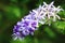 View of blooming Queen`s WreathSandpaper Vine,Purple Wreath,Bluebird Vine flowers