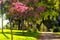 View of blooming trees Kibbutz Kfar Glikson, Israel