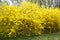 View of the blossoming bushes of a of forsaytiya  European Forsythia europaea