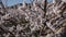 View of blossoming young apricot orchard in springtime