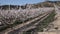 View of blossoming young apricot orchard in springtime