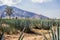 View of an blue agave plantation in Tequila Jalisco Mexico