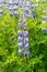 View of Blue Alaskan lupins lupinus nootkatensis