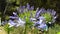 View on blue amaryllis flowers in mediterranean grren landscape in spring, Croatia