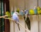 View of a blue budgie plucking plumage, Melopsittacus undulatus