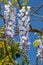 View of blue dream japanese wisteria flowering plants with hanging racemes