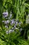 View of blue hyacinthoides flowering bluebells in the spring garden