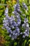 View of blue hyacinthoides flowering bluebells in the spring time garden