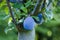 View of blue plum growing on a tree between leaves