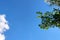 View of blue sky, green treetop and white cloud