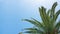 View of the blue sky with leaves of coconut tree on the beach in tropics