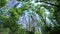 View of the blue sky through the treetops, forest. Green foliage in the forest