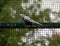 View of a blue and white budgie on a bird cage lattice, Melopsittacus undulatus