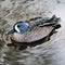 A view of a Blue Winged Teal Duck