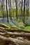 View of bluebells in spring, with moss covered logs and woodland.