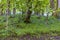 A view of bluebells on the walk up to the Wallace monument