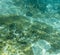 A view of bluespotted cornetfish