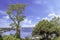 View of boab tree, baobab endemic tree to Australia