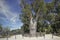 View of boab tree, baobab endemic tree to Australia.