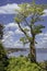 View of boab tree, baobab endemic tree to Australia. Overlooking view to Perth city center from Kings Park.