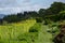 View of Bolfracks Garden on the Bolfracks Estate near Aberfeldy, in Highlands, Scotland UK. Rolling hills of the Tay Valley in the