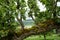 View from Bolfracks garden, located in the Tay Valley hills near Aberfeldy, Perthshire, Highlands of Scotland, UK.