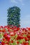 View of the Bosco Verticale seen from the Biblioteca degli Alberi BAM. Milan. Italy. Flowering fields