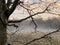 View from the bottom of the forest trees. The blue sky is painted through the bare branches of the trees. Forest in winter.