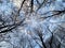 View from the bottom of the forest trees. The blue sky is painted through the bare branches of the trees. Forest in winter.