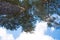 View from the bottom of the tree canopy, blue sky and white clouds. Bright Sunny weather. Background, texture, and